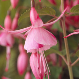 fuchsia -shrimp cocktail